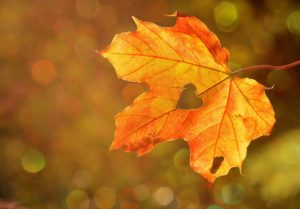heart, sweetheart, leaf